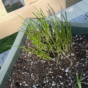 Photo of the plant species Tree Onion by @Trippymoose420 named Caramelized on Greg, the plant care app