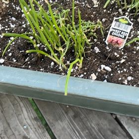 Photo of the plant species Tree Onion by @Trippymoose420 named Scrumptious on Greg, the plant care app