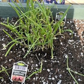 Photo of the plant species Tree Onion by @Trippymoose420 named Cooks on Greg, the plant care app
