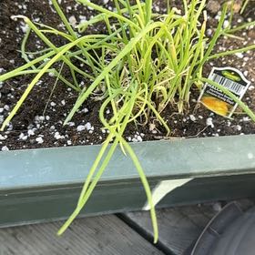 Photo of the plant species Tree Onion by @Trippymoose420 named Yum on Greg, the plant care app