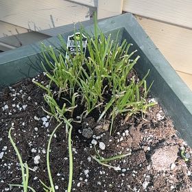 Photo of the plant species Tree Onion by @Trippymoose420 named Tasty on Greg, the plant care app