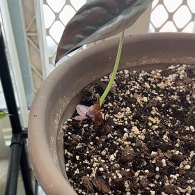 Photo of the plant species Red Secret Alocasia by @Trippymoose420 named Keanu Leaves on Greg, the plant care app