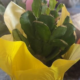 Photo of the plant species Spring Cactus by @Trippymoose420 named ChloroPhil on Greg, the plant care app