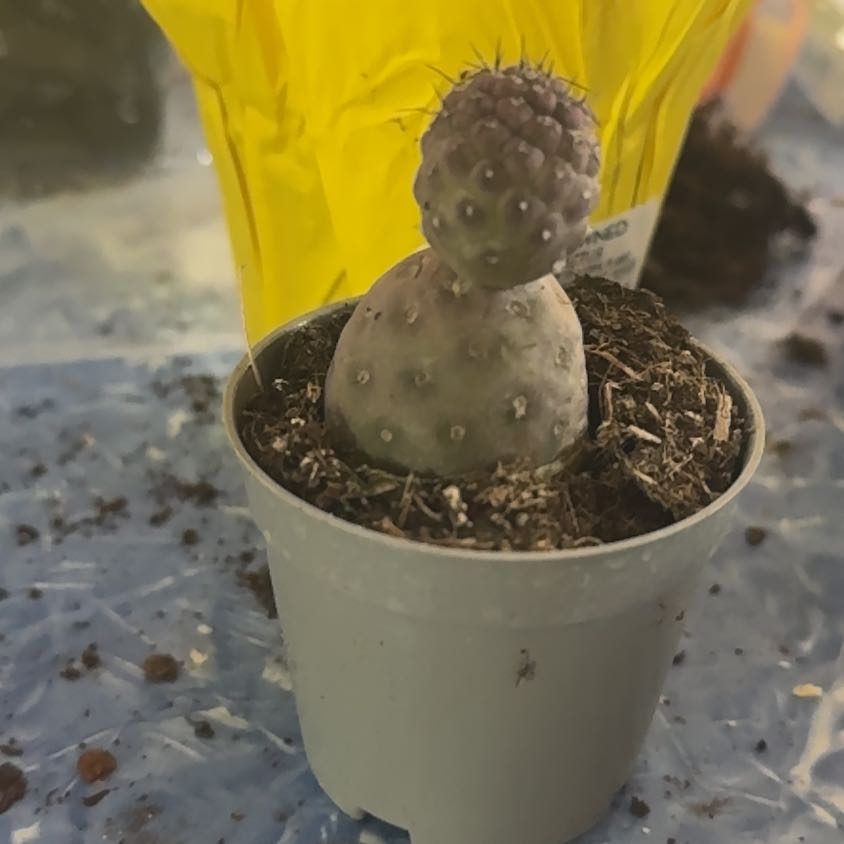 Photo of the plant species dragon egg by @Trippymoose420 named Fernie Mercury on Greg, the plant care app