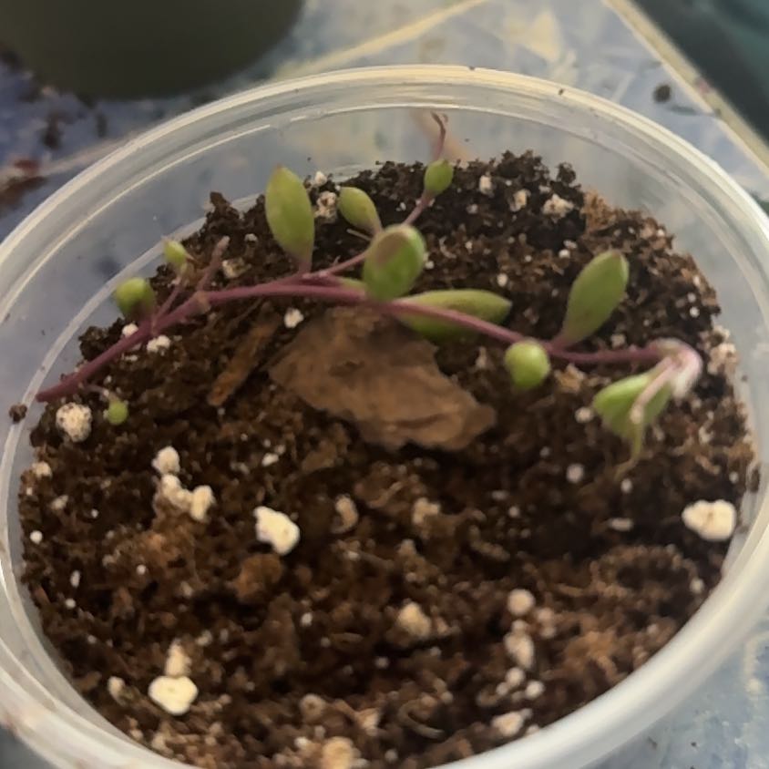 Photo of the plant species String of Rubies by @Trippymoose420 named James Dean on Greg, the plant care app