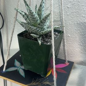 Photo of the plant species Aloe 'Blizzard' by @Trippymoose420 named Bella on Greg, the plant care app