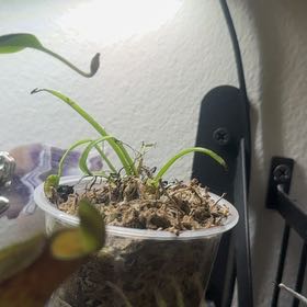 Photo of the plant species Venus Fly Trap by @Trippymoose420 named Gaga on Greg, the plant care app