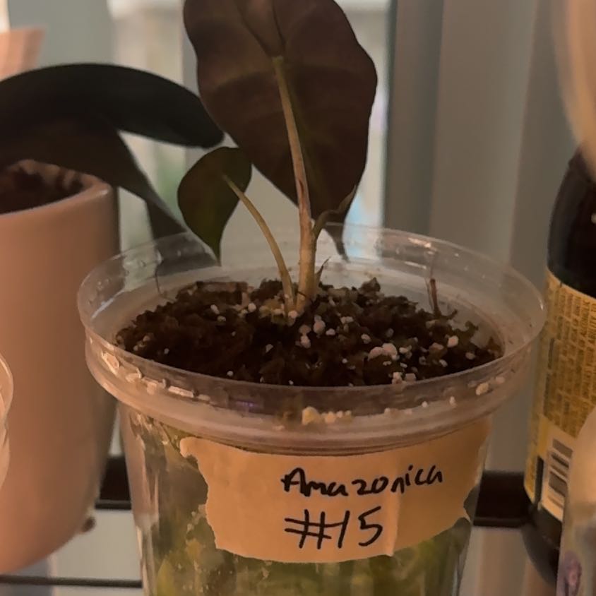 Photo of the plant species Alocasoia Amazonica 'Polly' by @Trippymoose420 named Forrest on Greg, the plant care app
