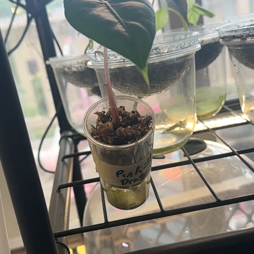 Photo of the plant species Pink Dragon by @Trippymoose420 named Curie on Greg, the plant care app