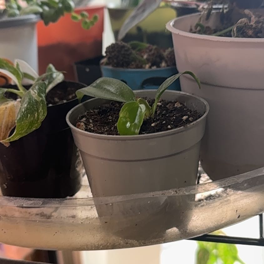 Photo of the plant species Flordia Ghost by @Trippymoose420 named Kardashian on Greg, the plant care app
