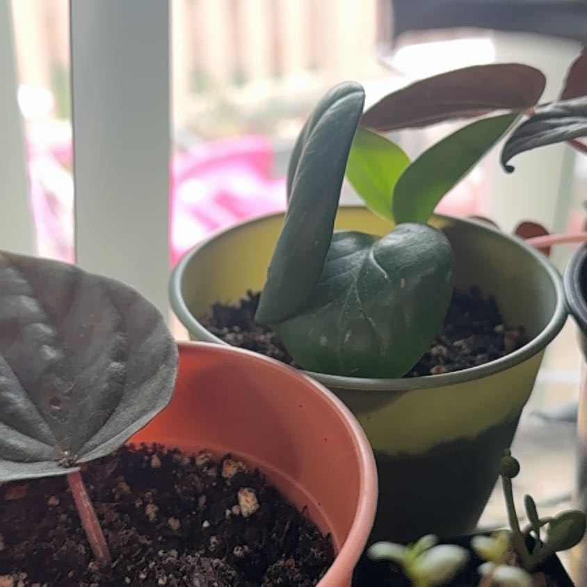 Photo of the plant species Baby Rubber Plant by @Trippymoose420 named ChloroPhil on Greg, the plant care app