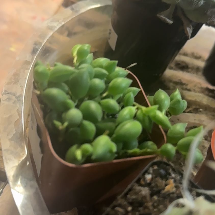 Photo of the plant species String of Tears by @Trippymoose420 named Elina on Greg, the plant care app