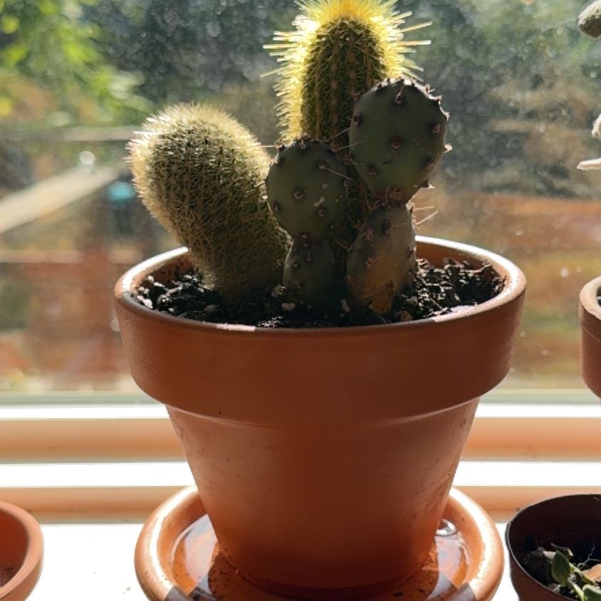 Photo of the plant species Arborescent Prickly Pear by @ZingNatalplum named Dax on Greg, the plant care app