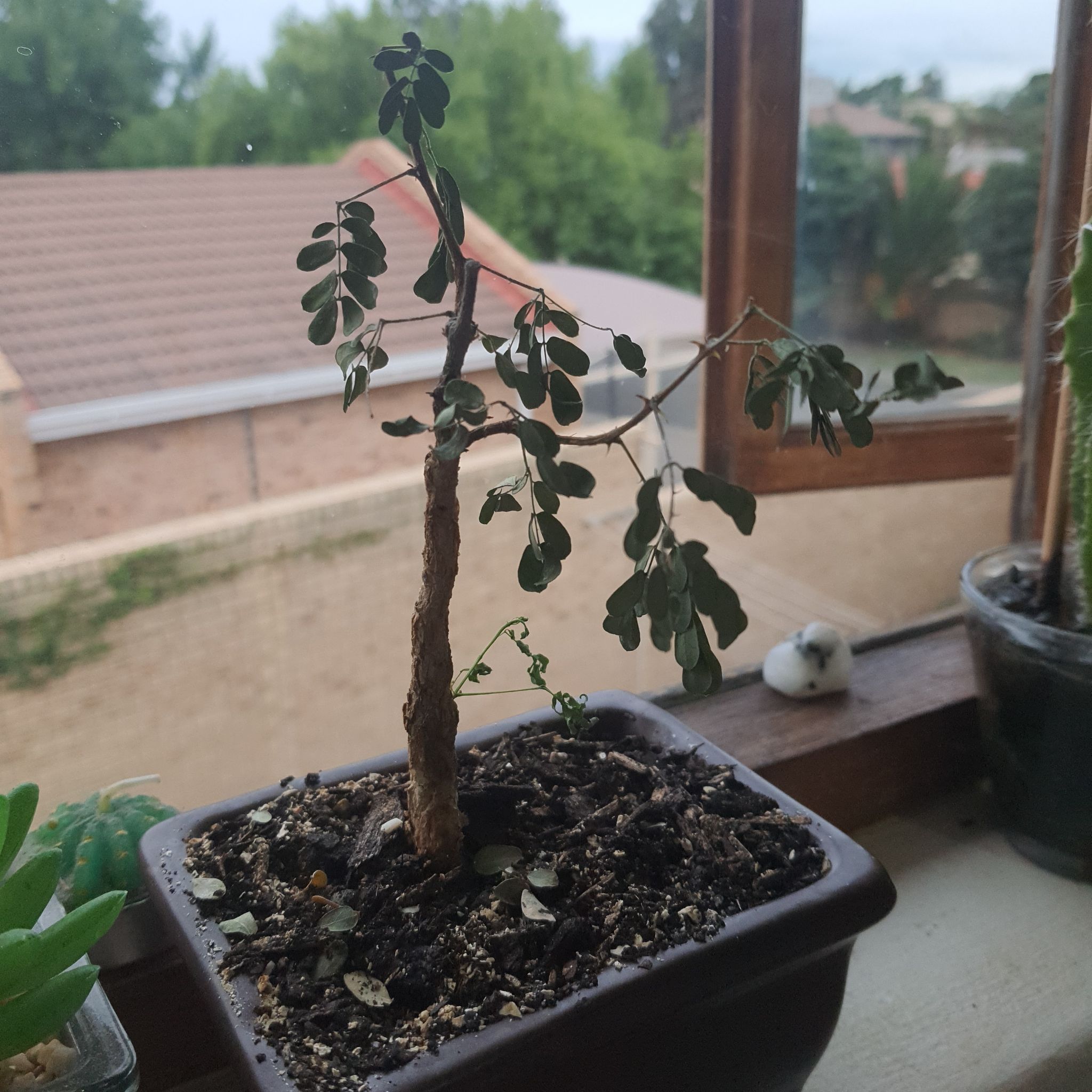 Photo of the plant species Black Monkey Thorn Tree by @SuccinctRedlion named Drewmeister on Greg, the plant care app