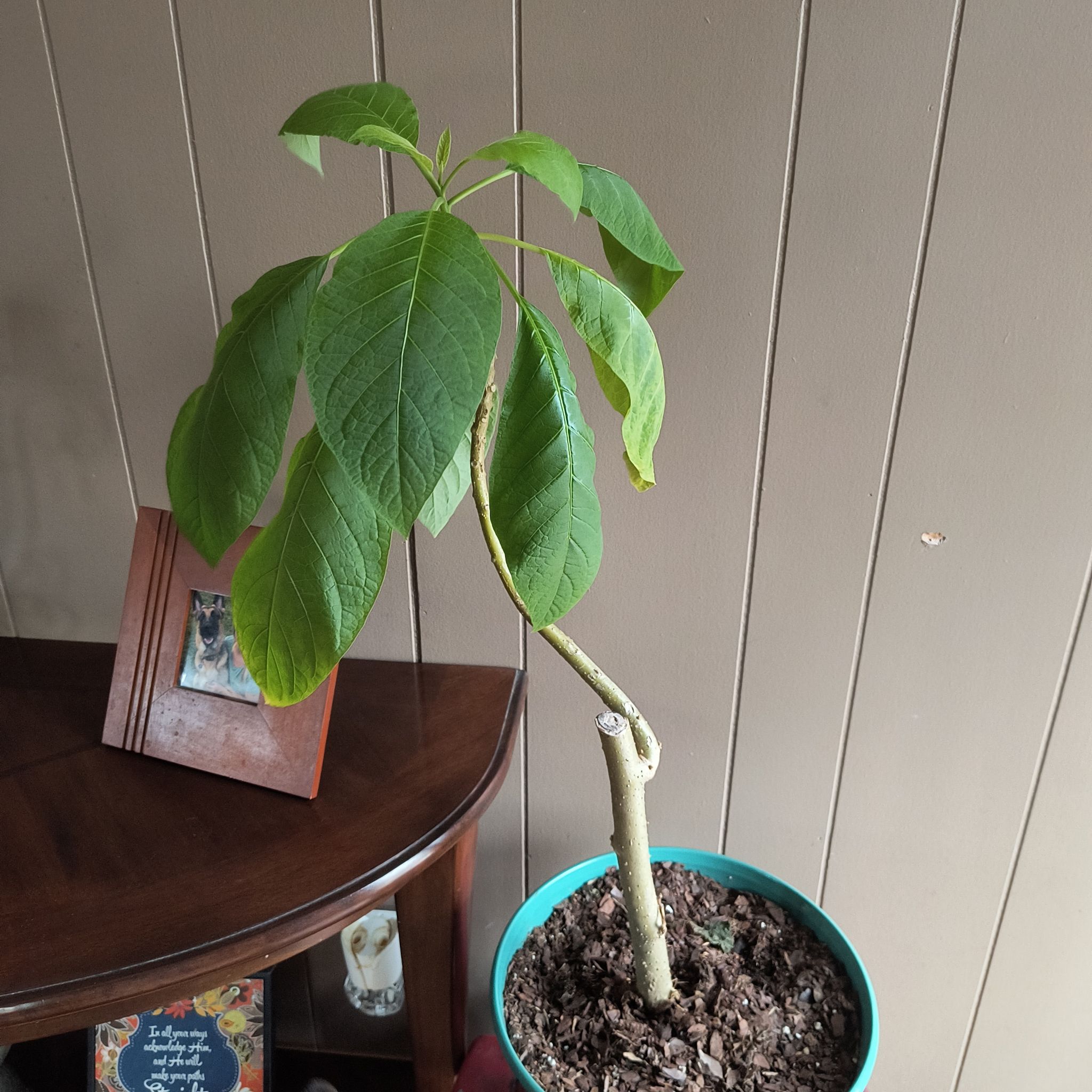 Photo of the plant species Angel's Trumpet by @HeartfeltNeem named Terra on Greg, the plant care app