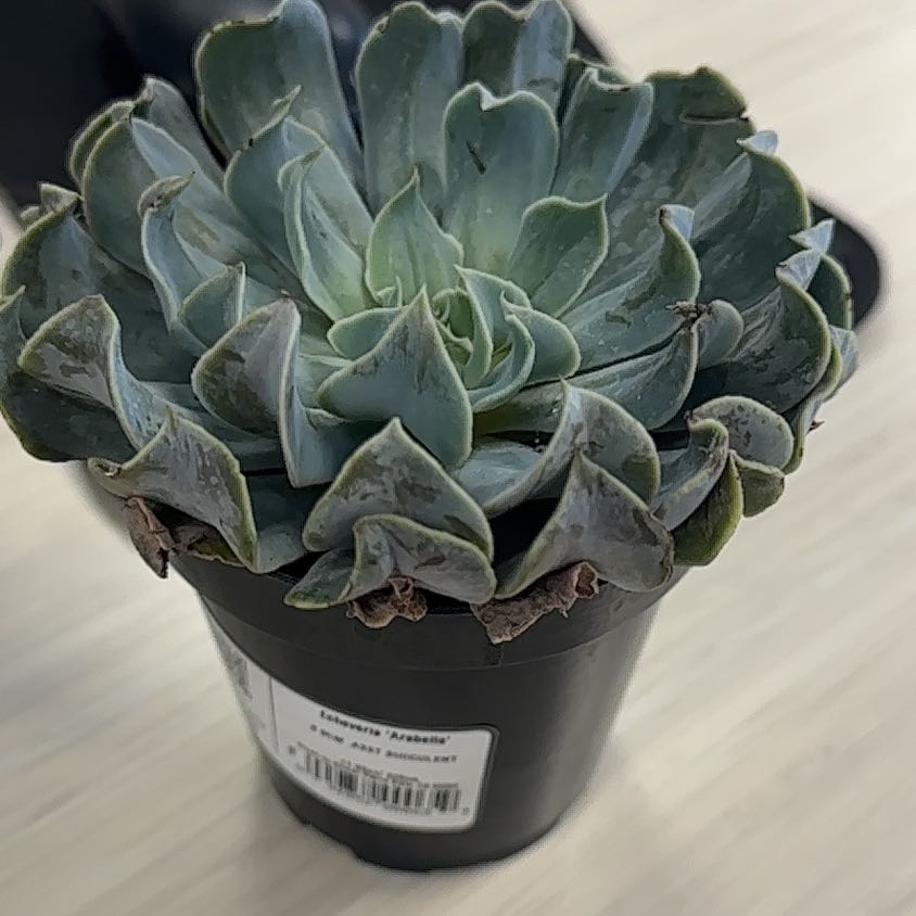 Photo of the plant species Echeveria 'Arabella' by @FairSplitrock named Xena on Greg, the plant care app