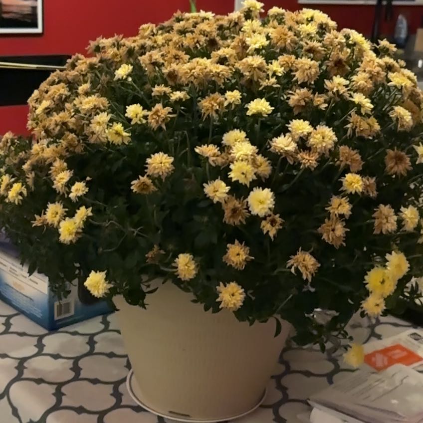 Photo of the plant species Common Fleabane by @MarvelZzplant named Kendall on Greg, the plant care app