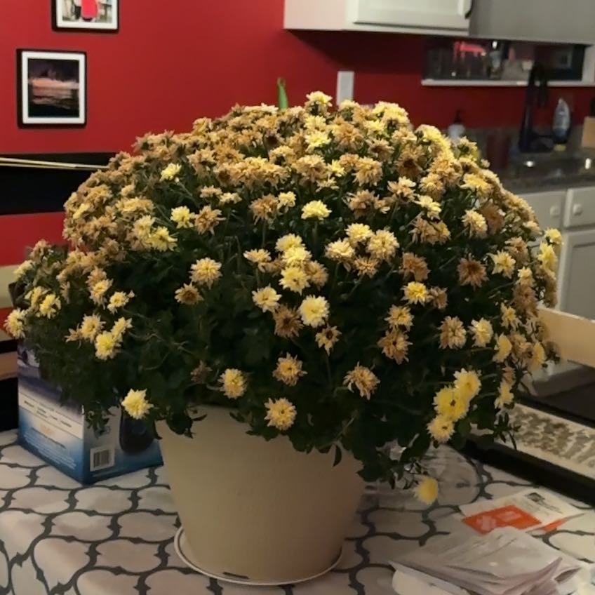 Photo of the plant species Common Fleabane by @MarvelZzplant named Ulysses S Plant on Greg, the plant care app