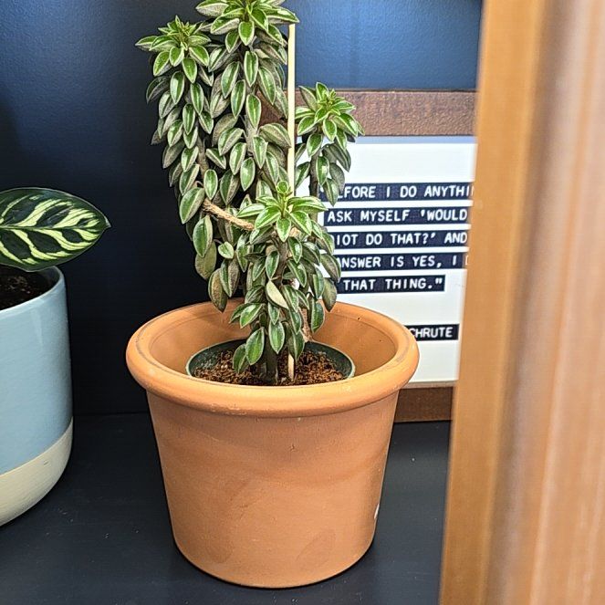 Photo of the plant species Peperomia wolfgang-krahnii by @SilkenElkweed named Xena on Greg, the plant care app