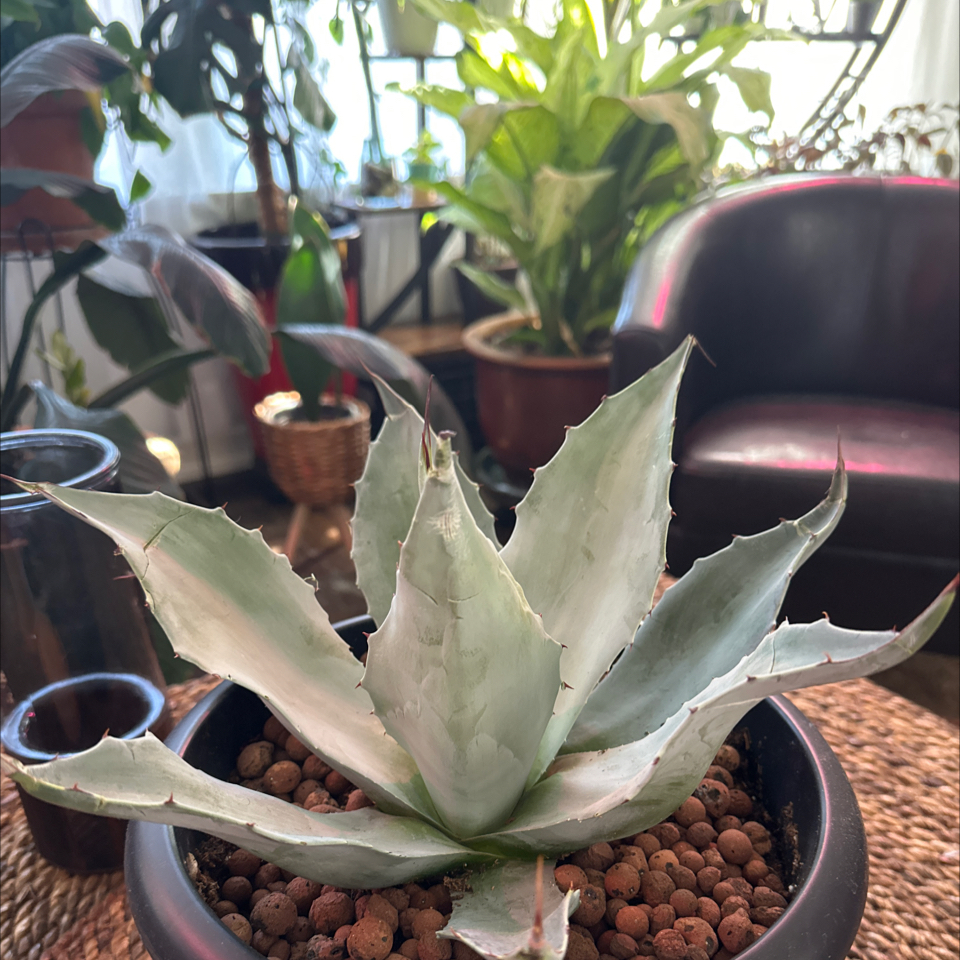 Photo of the plant species Whale's Tongue Agave by @MzLuv220 named Aristotle on Greg, the plant care app