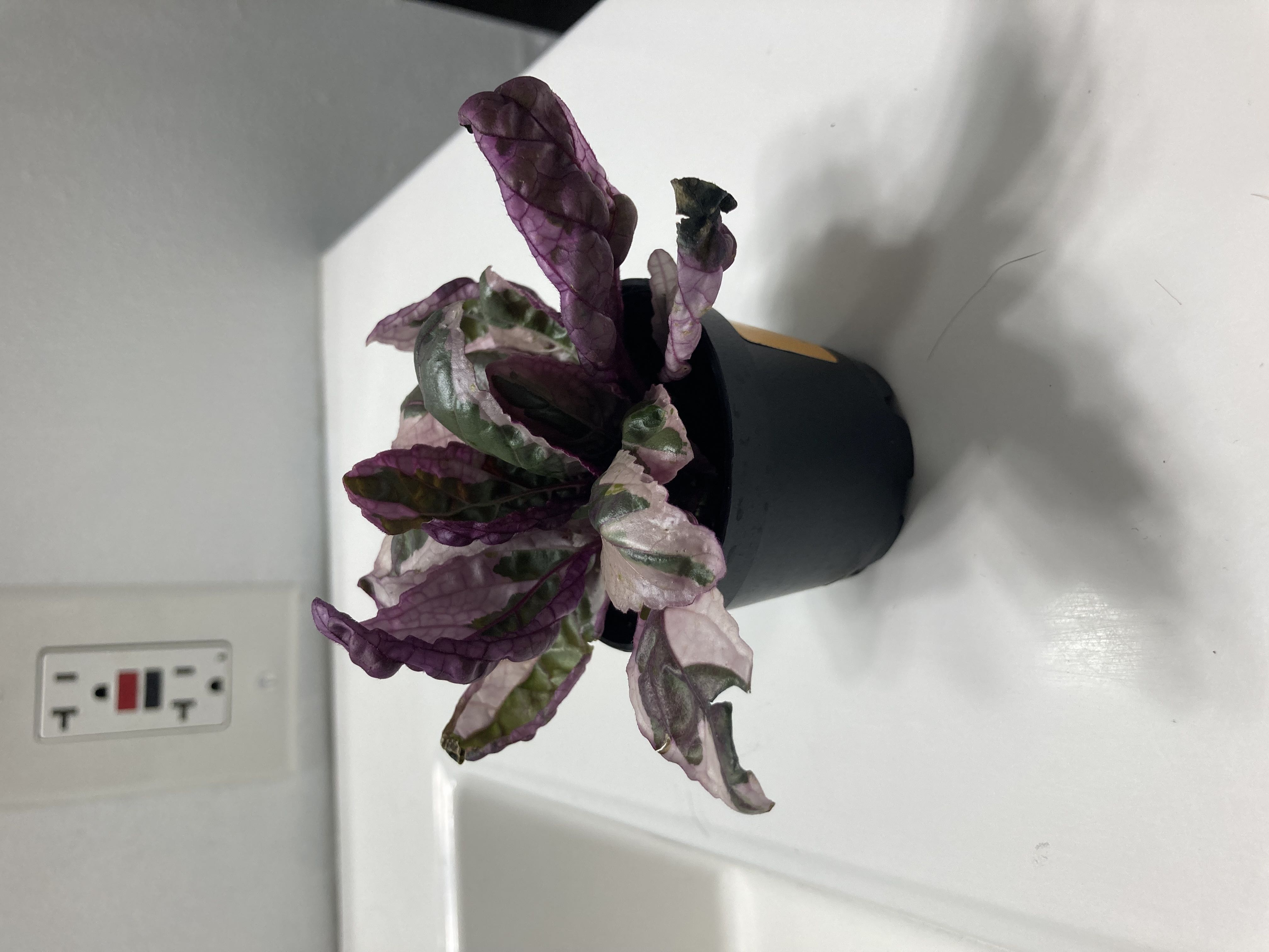 Photo from the post