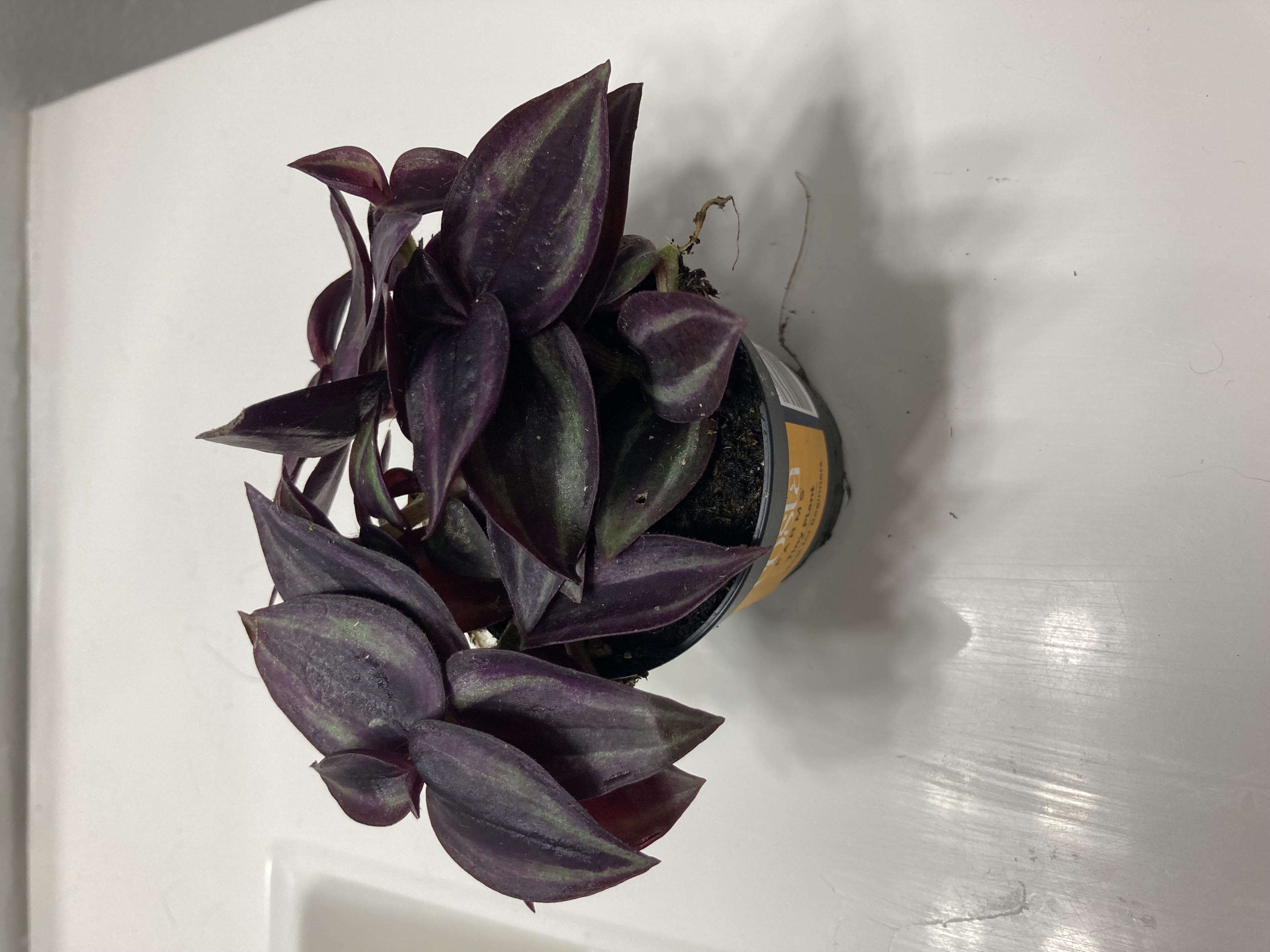Photo from the post