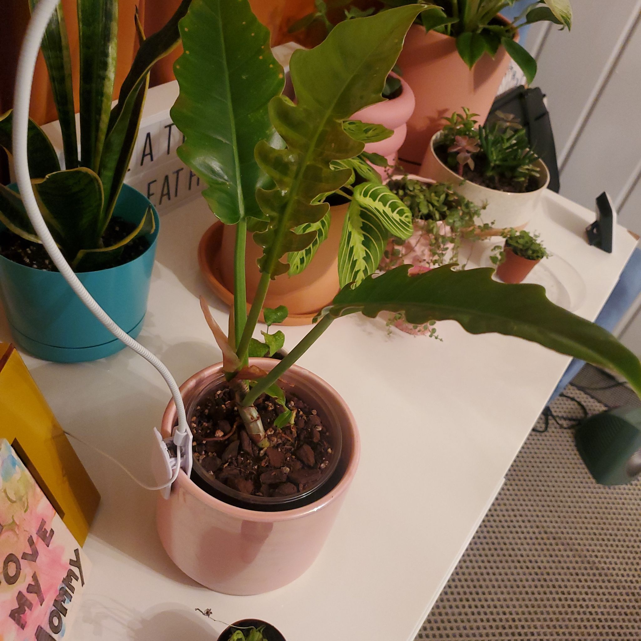 Philodendron Narrow Tiger Tooth plant in a pink pot with visible soil, surrounded by other plants.