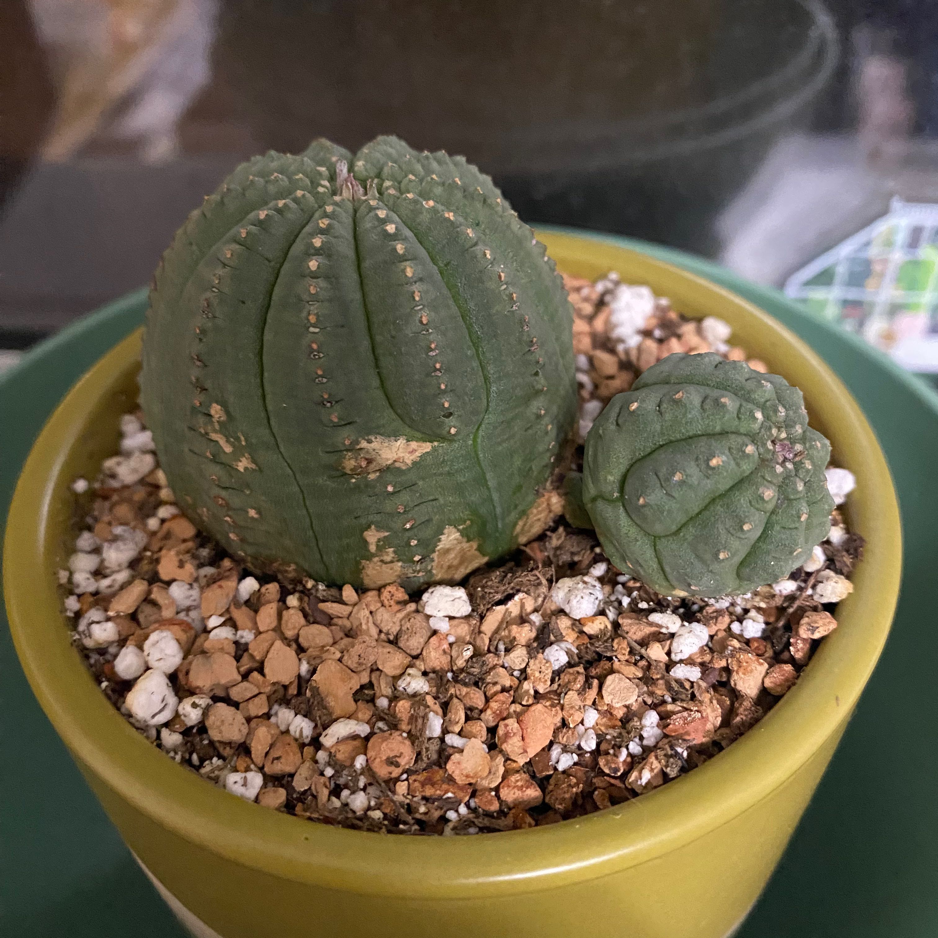 Plant care for Succulent on Greg, the plant care app