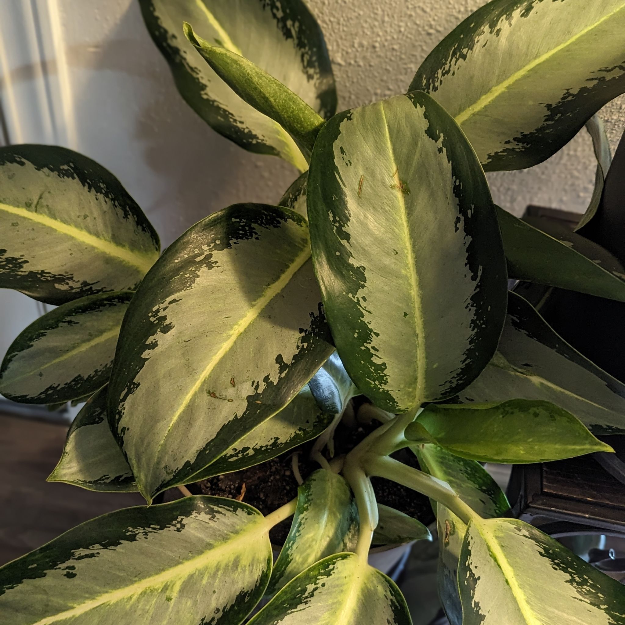 Photo of the plant species Aglaonema 'Green Bowl' by @ImmortalEndive named Osmo on Greg, the plant care app