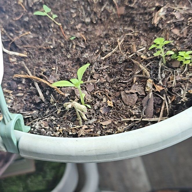 Photo of the plant species Torenia by @marm3175 named James Dean on Greg, the plant care app