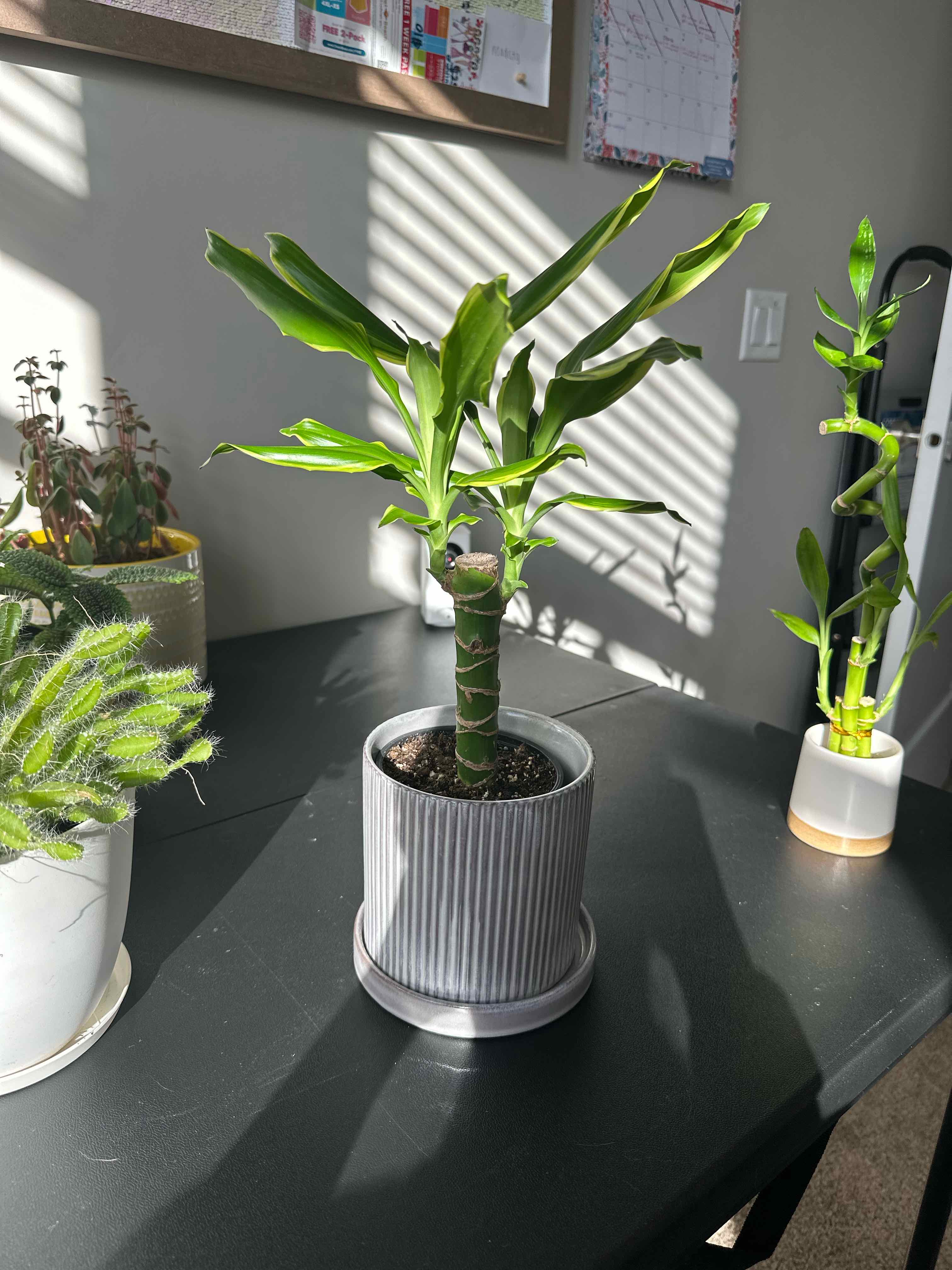 Photo of the plant species Moonlight Dragon Tree by @AowliesGrowRoom named Lou Lou on Greg, the plant care app