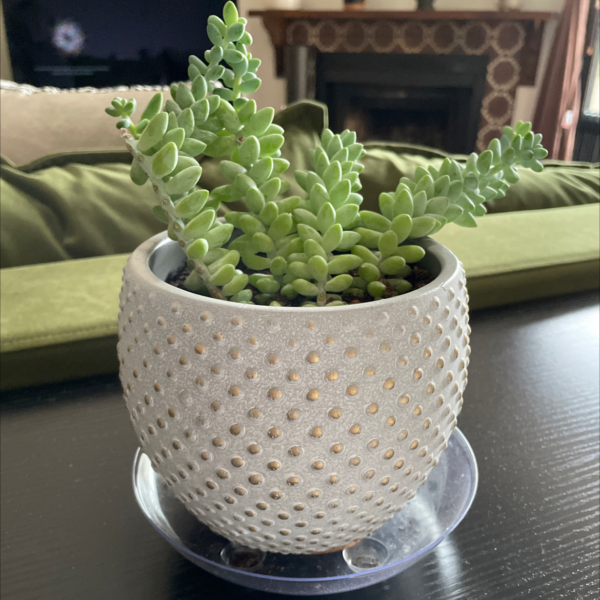 Graptosedum 'Blue Giant' plant in a textured pot on a table.
