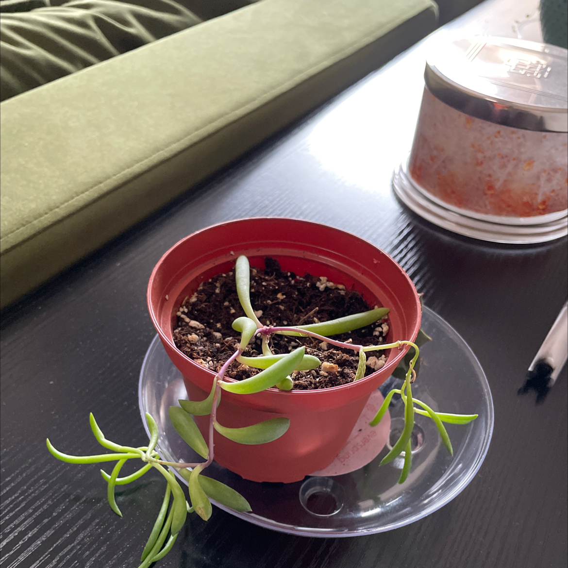 Potted Shoreline Sea Purslane with elongated leaves in a red pot on a table.