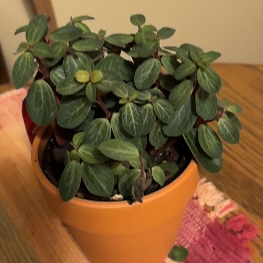 Photo of the plant species Peperomia verticillata 'Red Twist' by @EminentWeed named Nithin on Greg, the plant care app