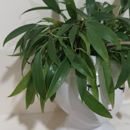 Photo of the plant species Philodendron 'Little Phil' by @BrawnyMonstera named Huckleberry Fern on Greg, the plant care app