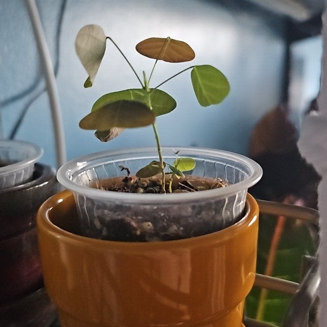 Photo of the plant species Red Butterfly Wing by @HoorayKawakawa named Kitty pitter on Greg, the plant care app