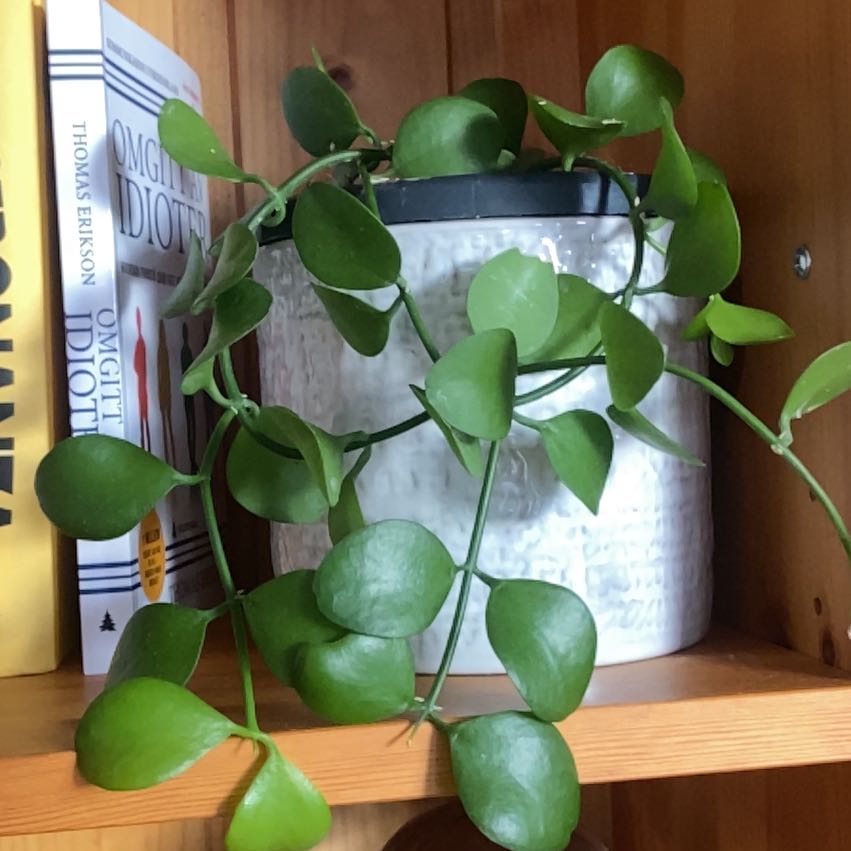Dischidia imbricata plant with green leaves in a white pot on a wooden shelf next to books.