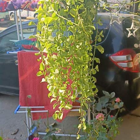 Photo of the plant species Dischidia litoralis by @VipChineseelm named Muhammad Ali on Greg, the plant care app