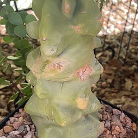 Photo of the plant species Totem Pole Cactus by @Here4theplants named Harmony on Greg, the plant care app