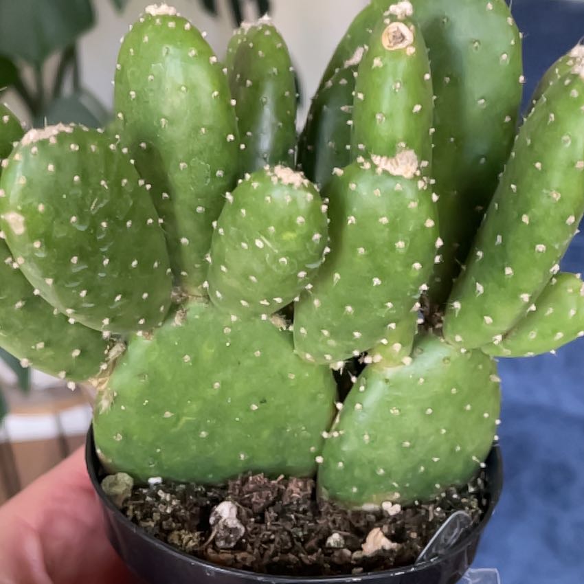 Photo of the plant species Prickly Pear by @Here4theplants named Navajo on Greg, the plant care app