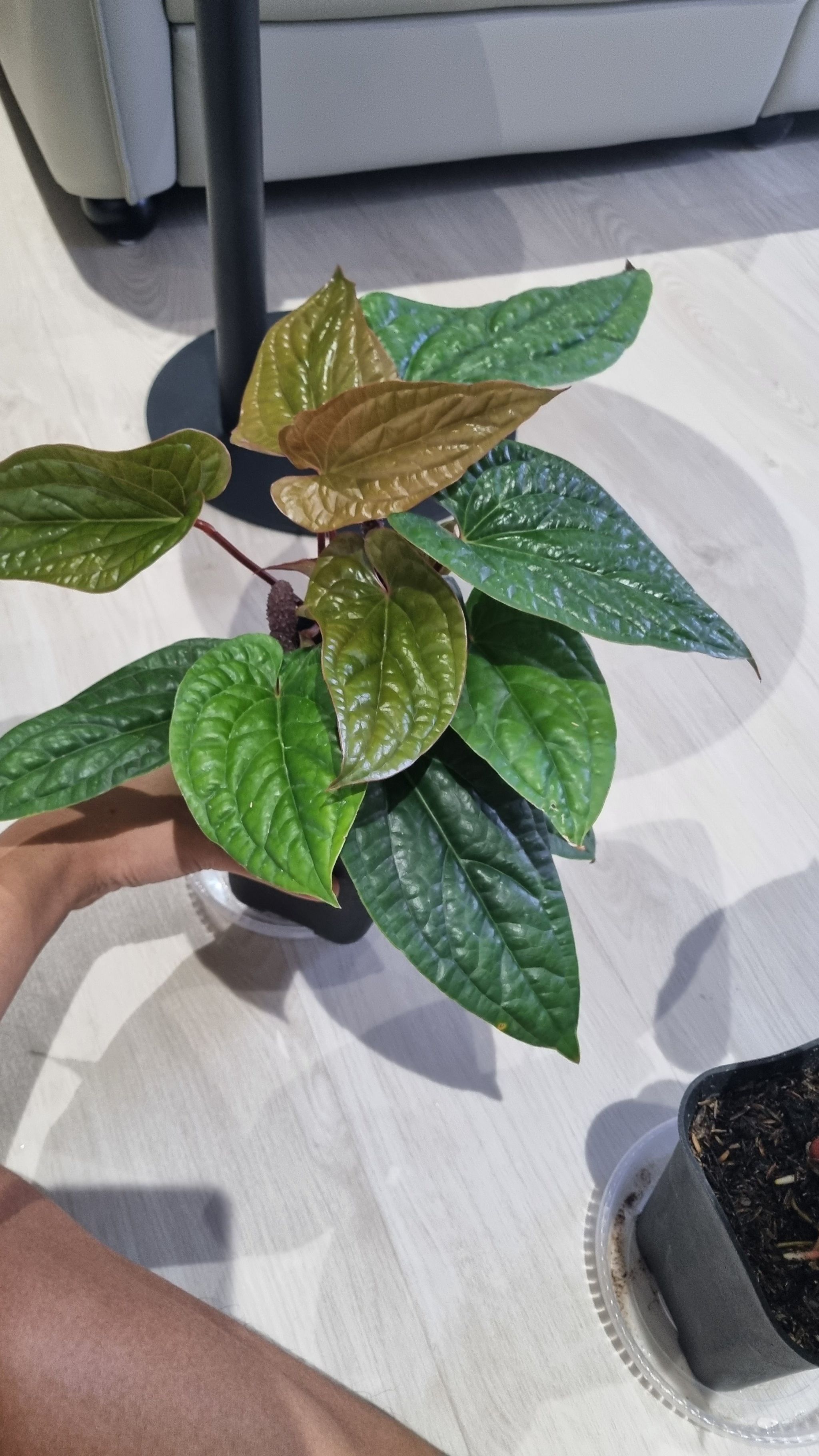 Anthurium Radicans x Luxurians plant with glossy, textured leaves held by a hand.