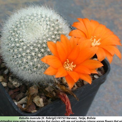 Photo of the plant species Sulcorebutia arenacea by @ExecSeadragon named McKinley on Greg, the plant care app