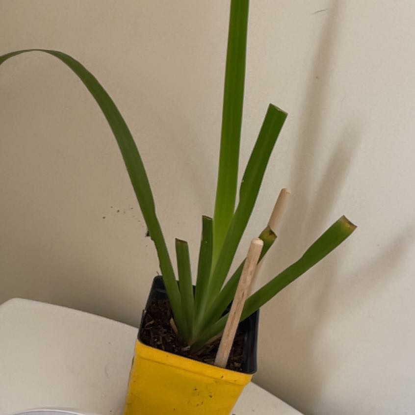 Potted Yellow Iris plant with long green leaves in a yellow pot.