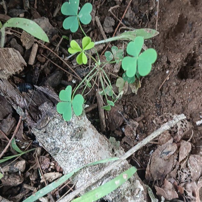 Photo of the plant species Violet Woodsorrel by @mistydawnrose77 named da Vinci on Greg, the plant care app