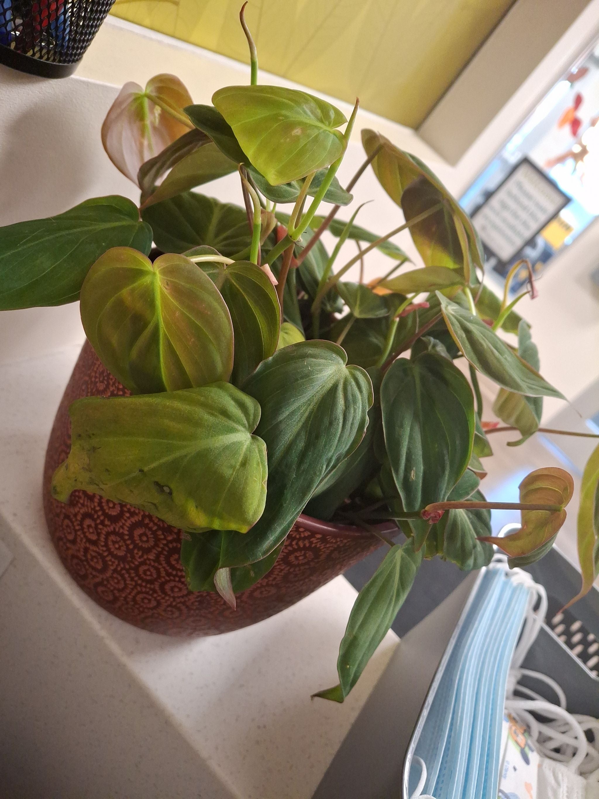 132 Amazon Spirit フィロデンドロン philodendoron Philodendron
