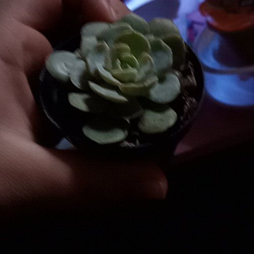 Photo of the plant species Echeveria runyonii 'Lucita' by @BuoyantGreenash named Tuesday on Greg, the plant care app