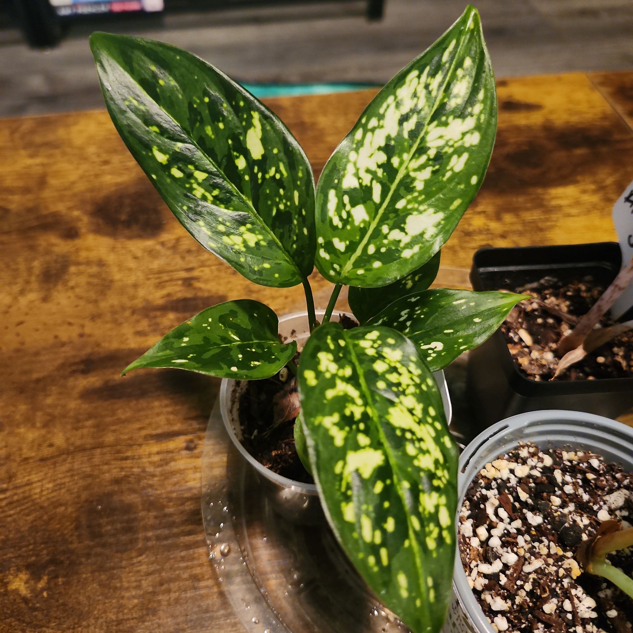 Photo of the plant species Indo-China Aglaonema by @Ferbb named Bruce on Greg, the plant care app