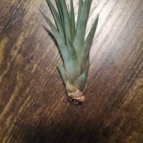 Photo of the plant species Banded Airplant by @Ferbb named Neptune on Greg, the plant care app