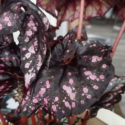 Photo of the plant species Rex Begonia ‘Harmony’s Fatal Attraction’ by @Ferbb named Fiona on Greg, the plant care app