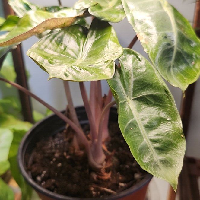 Photo of the plant species Pink Dragon Alocasia by @Ferbb named Morocco on Greg, the plant care app